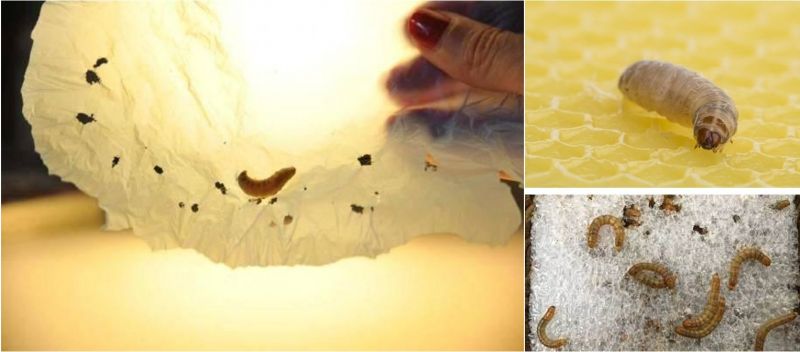 Phát hiện loài sâu ăn được nhựa - Giải pháp cứu tinh của rác thải nhựa