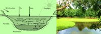 Top 5 công nghệ xử lý nước thải không dùng điện, không sử dụng hóa chất, thân thiện môi trường